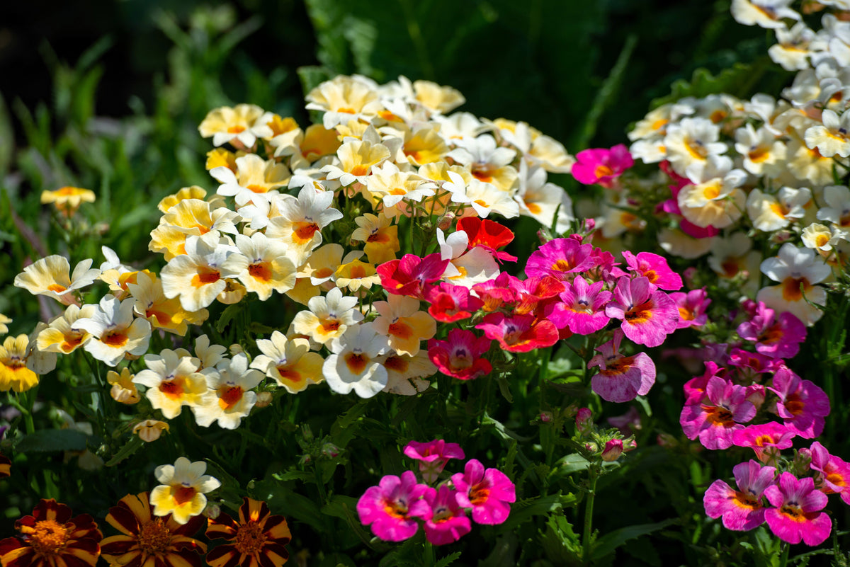 50 semillas de flores de colores mixtos NEMESIA Strumosa CARNIVAL MIX