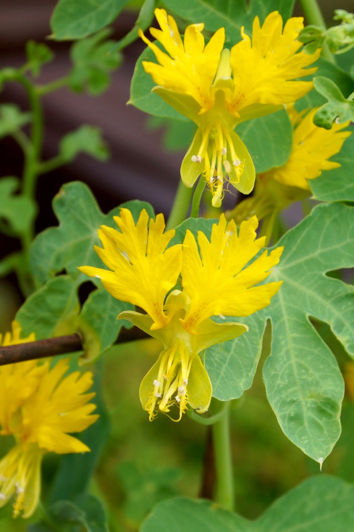 10 semillas de capuchina amarilla de la enredadera Tropaeolum peregrinum