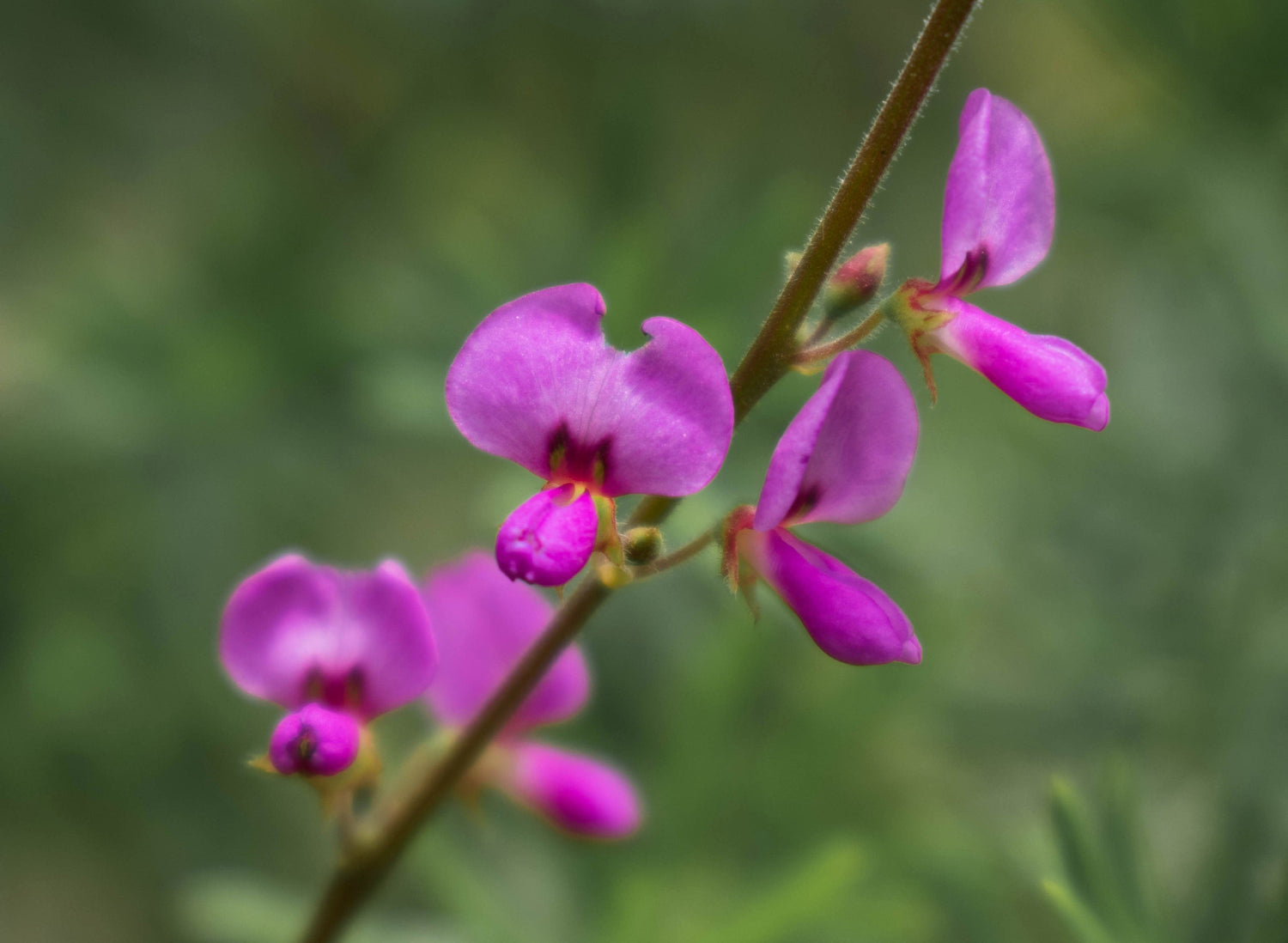 200 semillas de flores de Desmodium Canadense, vistosas, de Trébol Rosado.