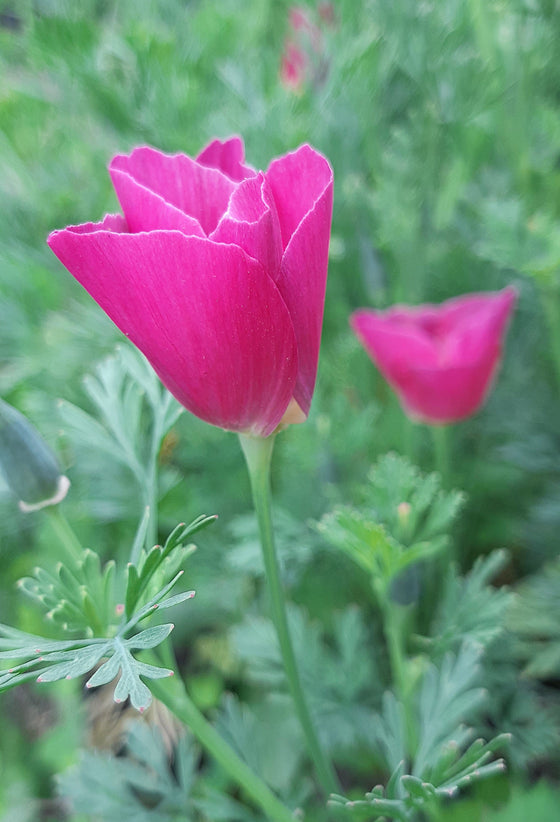100 semillas de flores de amapola de California (Eschscholzia californica) con brillo púrpura