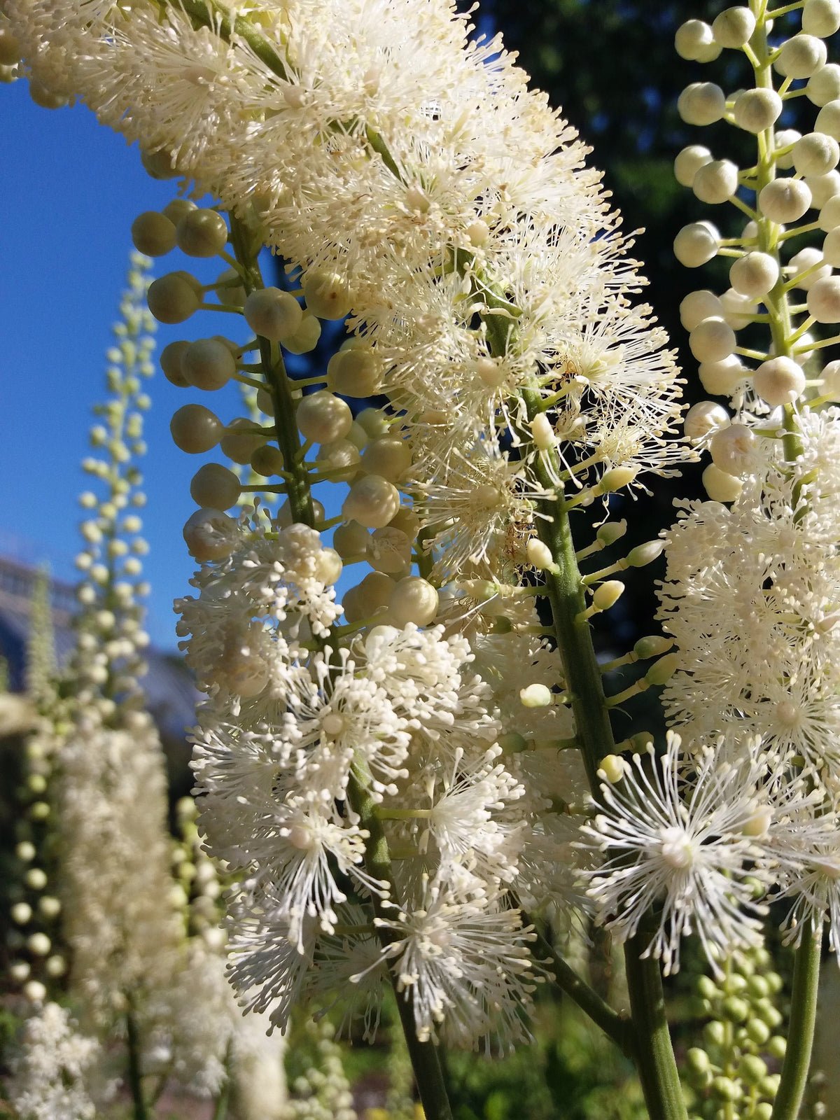 50 NEGRO COHOSH Bugbane Actaea Racemosa Cimicifuga Bugbane Snakeroot Nativo Blanco Sombra Flor Hierba Semillas