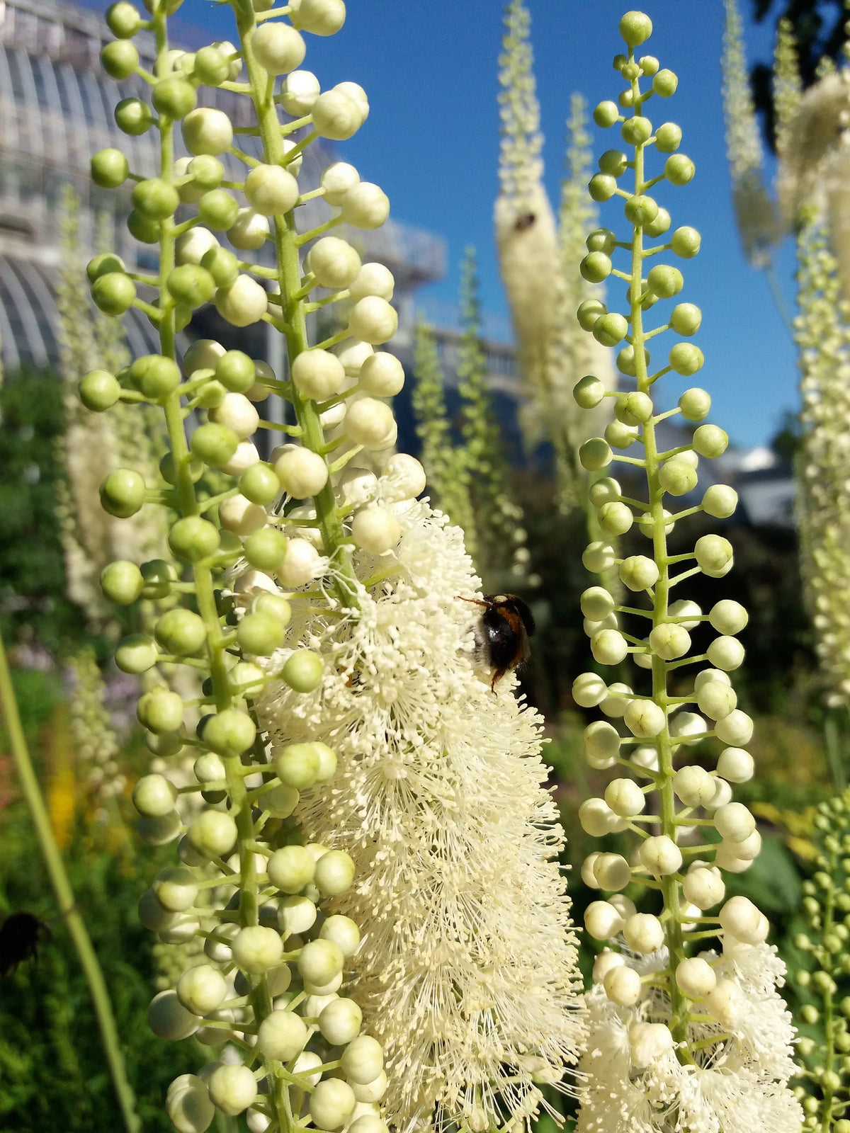 50 NEGRO COHOSH Bugbane Actaea Racemosa Cimicifuga Bugbane Snakeroot Nativo Blanco Sombra Flor Hierba Semillas