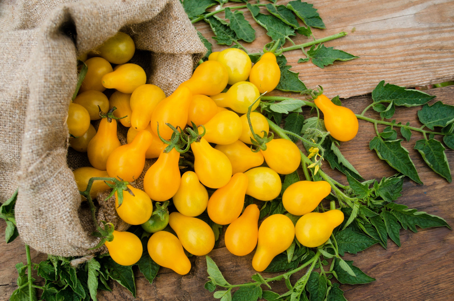 300 Semillas de tomate pera amarillo Lycopersicon Lycopersicum Fruta Hortaliza