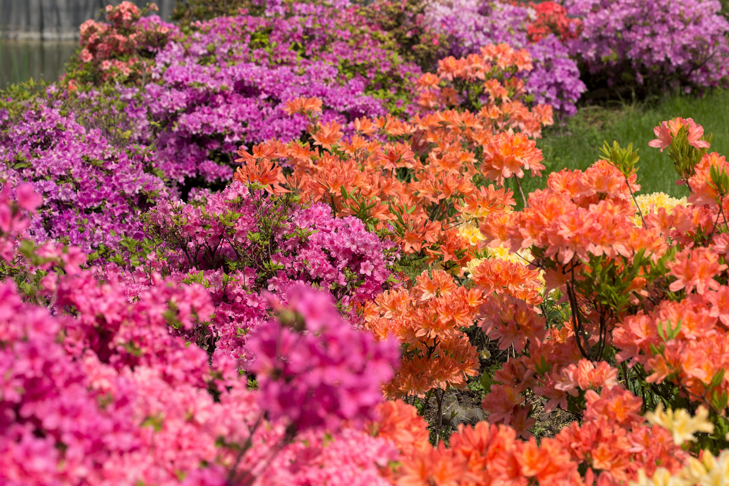 25 semillas de azaleas de rododendros de colores variados. Flores rojas, rosas, moradas y blancas. Arbusto de sombra.