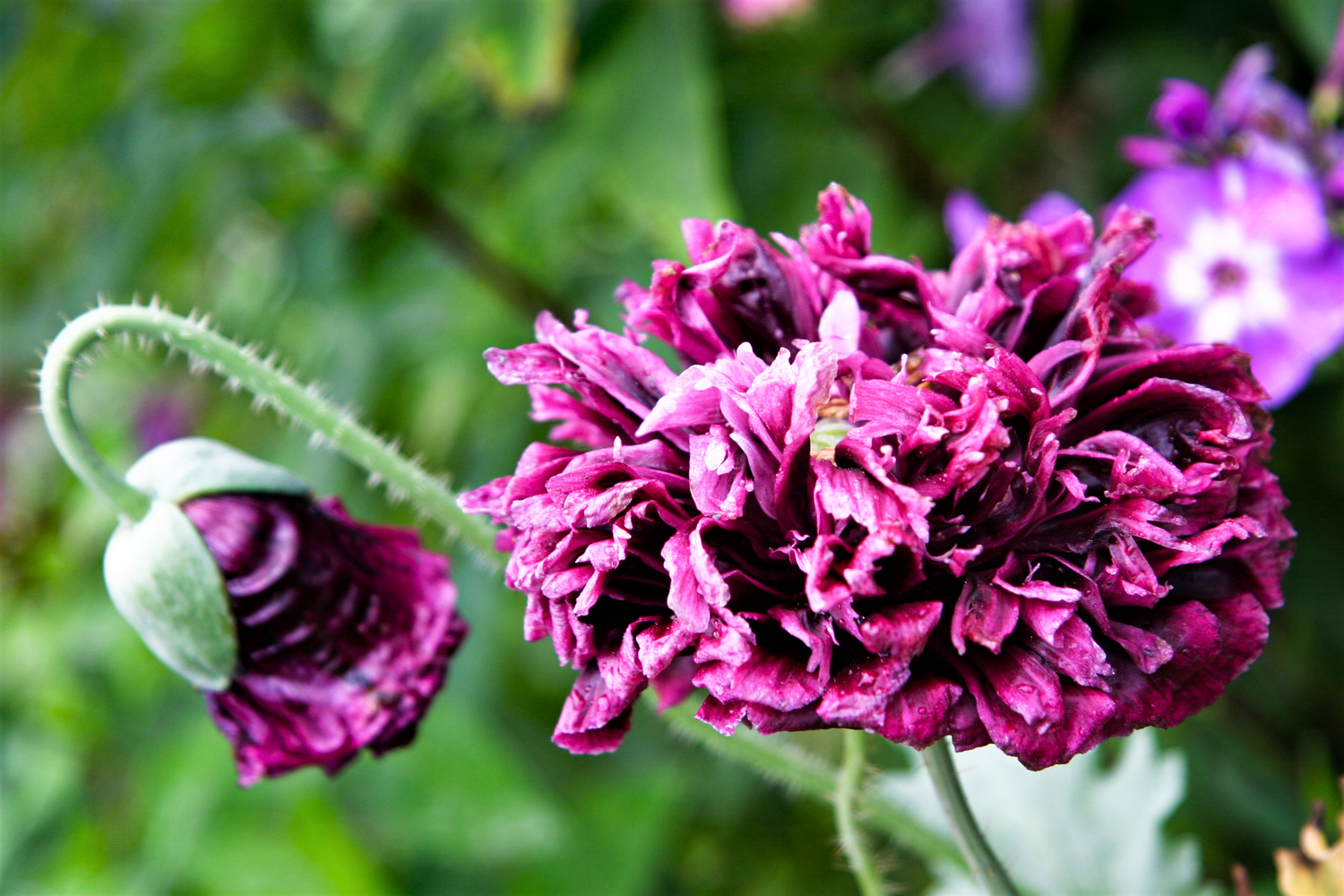 250 semillas de amapola peonía morada, papaver paeoniflorum, flores dobles enormes