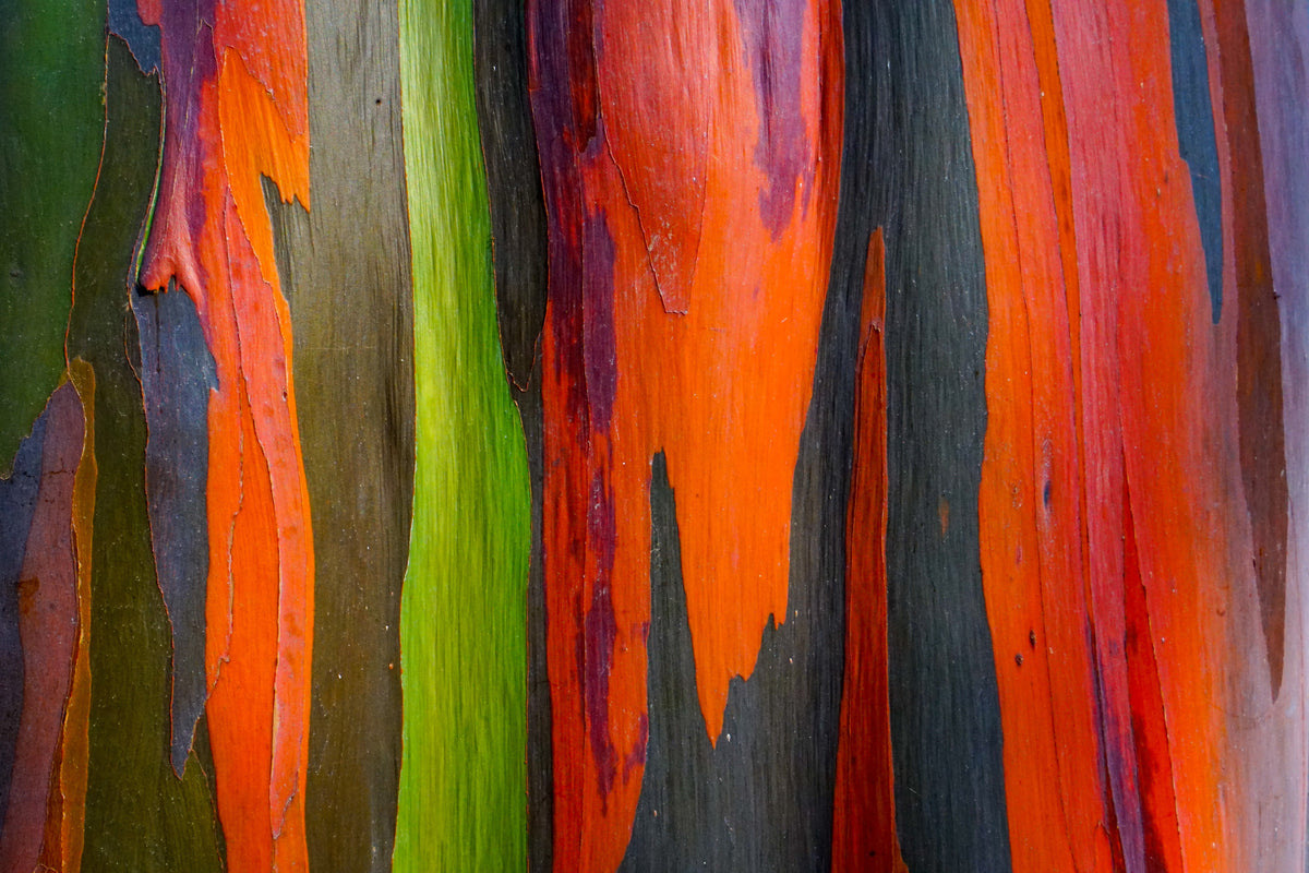 50 semillas de eucalipto arcoíris (Deglupta Gum) de corteza multicolor