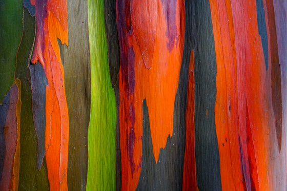 50 semillas de eucalipto arcoíris (Deglupta Gum) de corteza multicolor