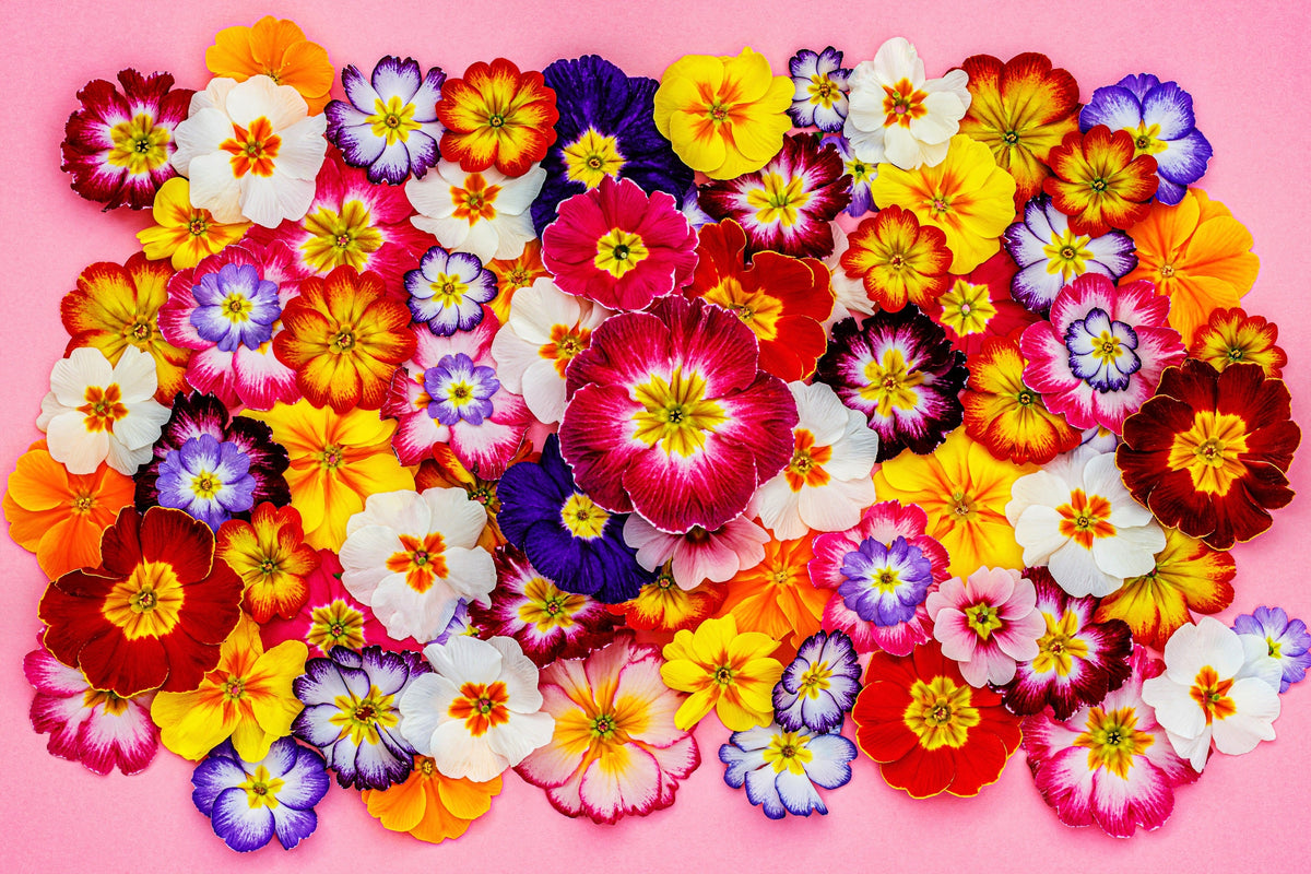 50 semillas de flores de primavera inglesa mixtas (Primula vulgaris acaulis), planta de interior de sombra