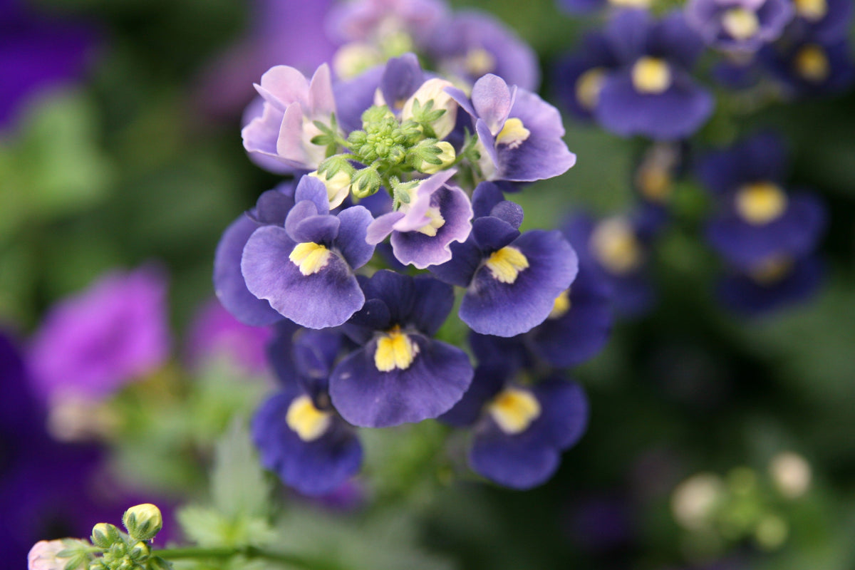50 semillas de flores de Nemesia Strumosa, gema azul