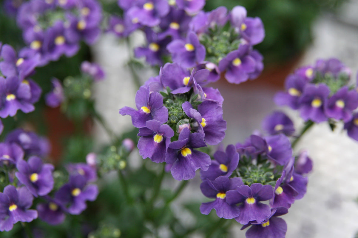 50 semillas de flores de Nemesia Strumosa, gema azul
