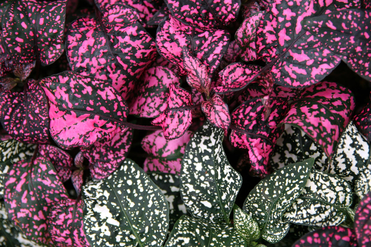 10 semillas de planta de interior de flor de Hypoestes Phyllostachya, rosa de lunares, rosa enana, Splash Select