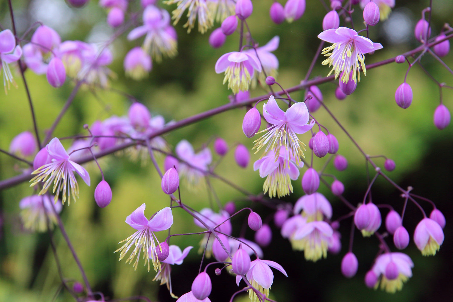 5 Semillas de flores de RUE PRADO CHINO Rosa Yunnan Thalictrum Dipterocarpum Delavayi
