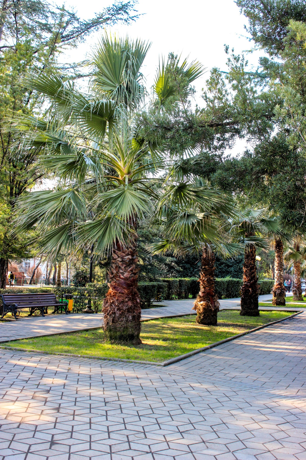 5 semillas de palmera de molino de viento común Trachycarpus fortunei, palmera chusan resistente, planta de interior de sombra solar