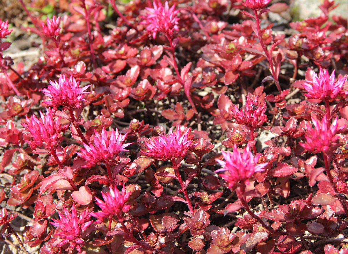 50 Semillas de flores de DRAGONES rojos SANGRE SEDUM Stonecrop Sedum Spurium