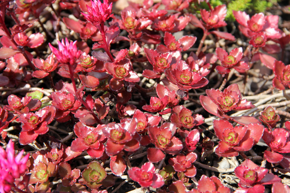 50 Semillas de flores de DRAGONES rojos SANGRE SEDUM Stonecrop Sedum Spurium