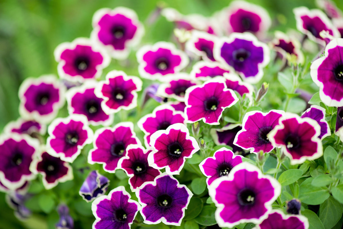 50 semillas de petunia multiflora de colores mixtos PICOTEE MIX, bicolor, blanco, azul, morado, rosa y rojo