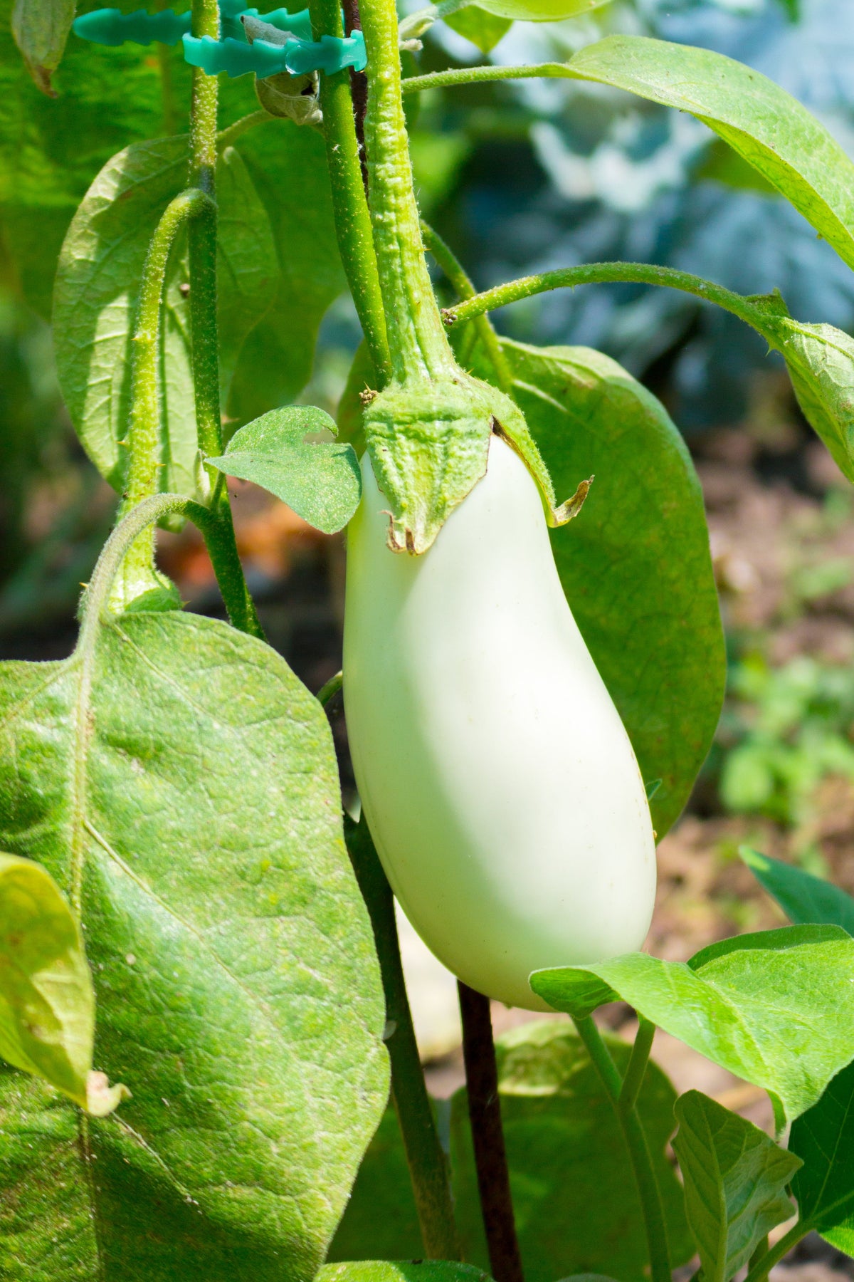 50 semillas de berenjena blanca CASPER Solanum melongena fruta/verdura