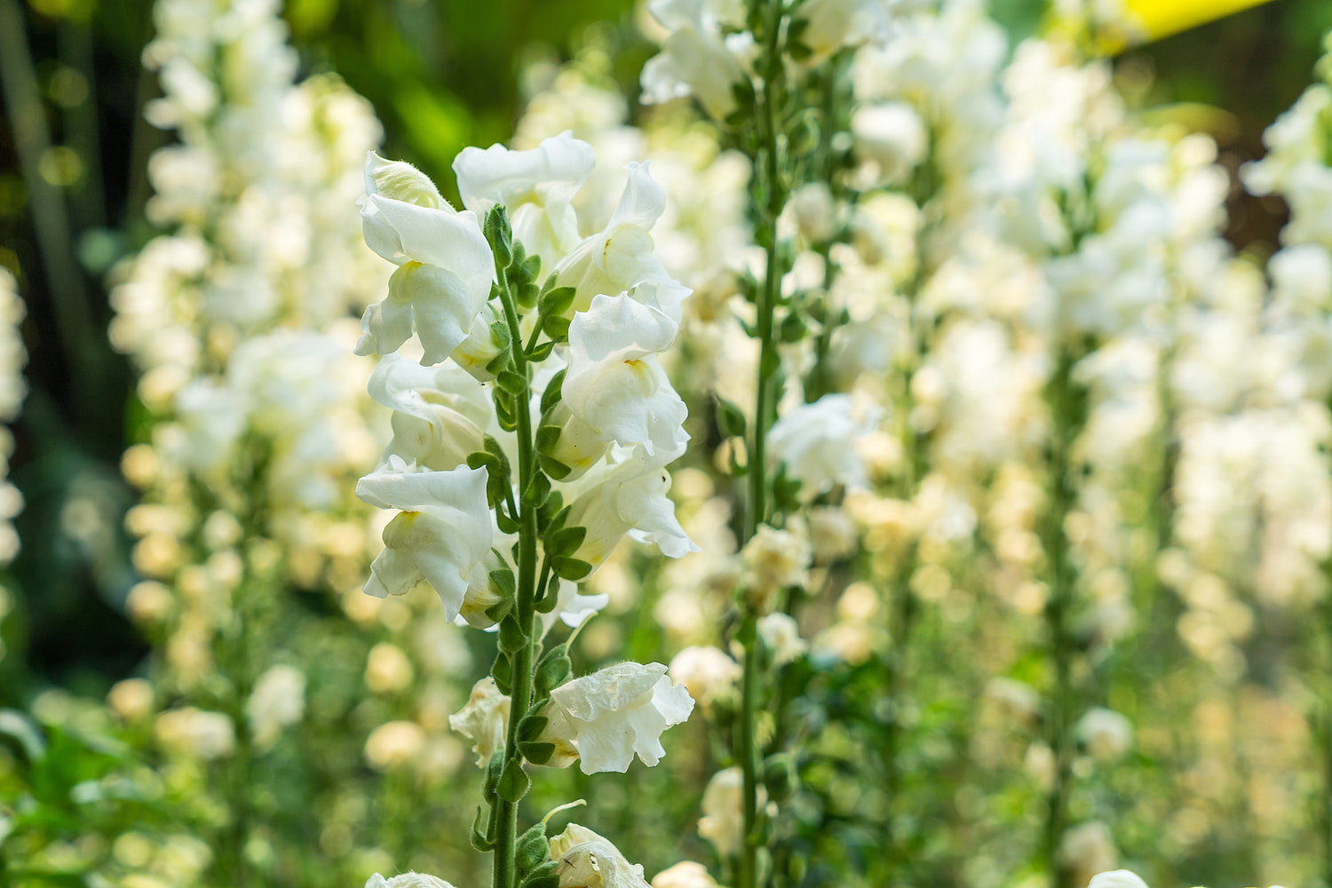 250 semillas de flor de boca de dragón copo de nieve blanco Antirrhinum Majus