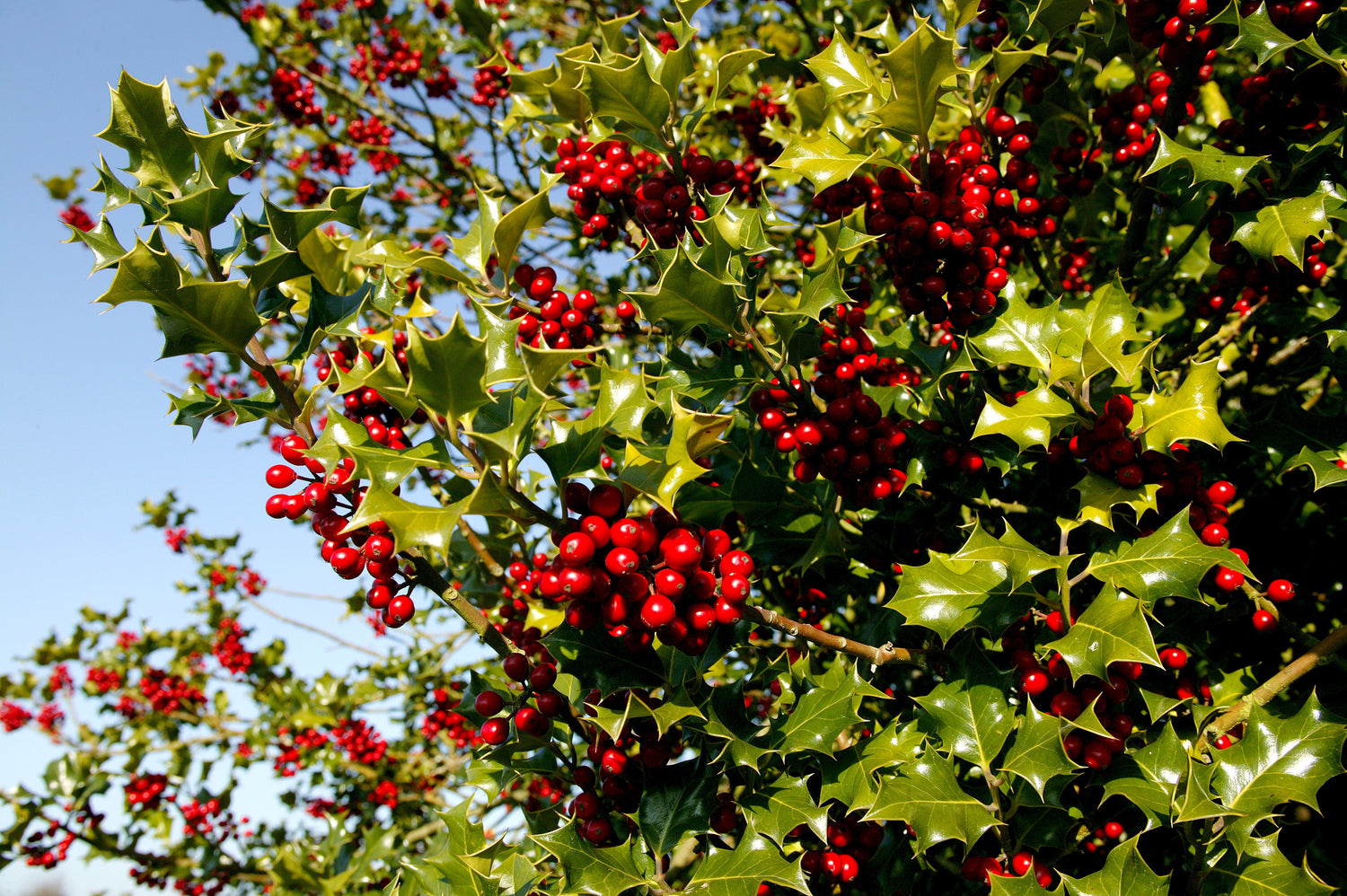 40 ACEBO INGLÉS Ilex Aquifolium, también conocido como acebo común europeo o acebo de Navidad, árbol de hoja perenne, arbusto, bayas, semillas