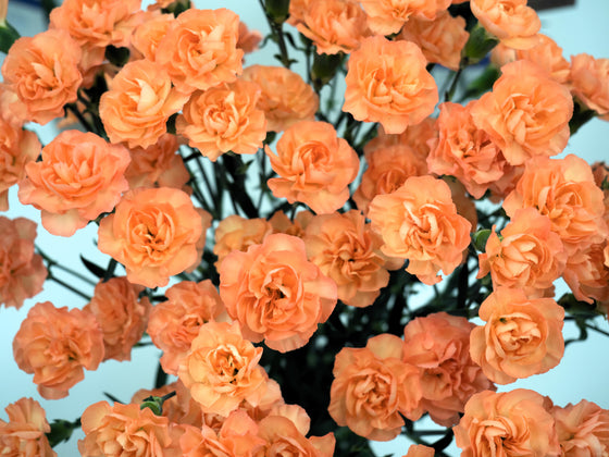 50 semillas de clavel naranja Dianthus caryophyllus Chabaud de flores dobles