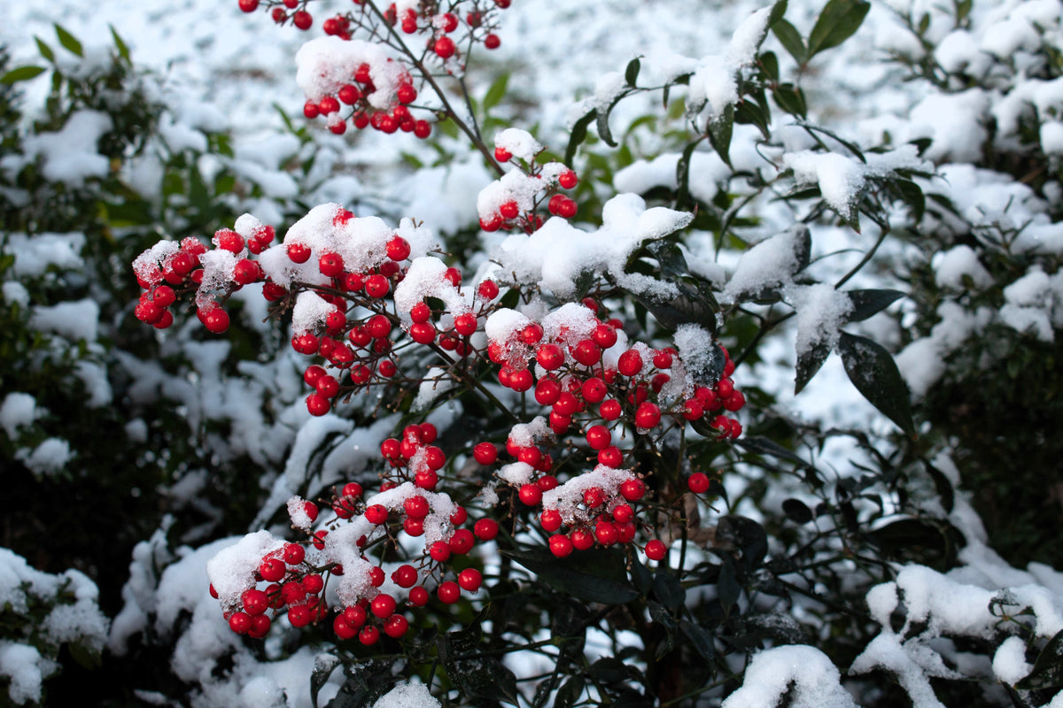 50 semillas de BAMBÚ CELESTIAL, Nandina Domestica Sagrada, arbusto de sombra rosa y rojo