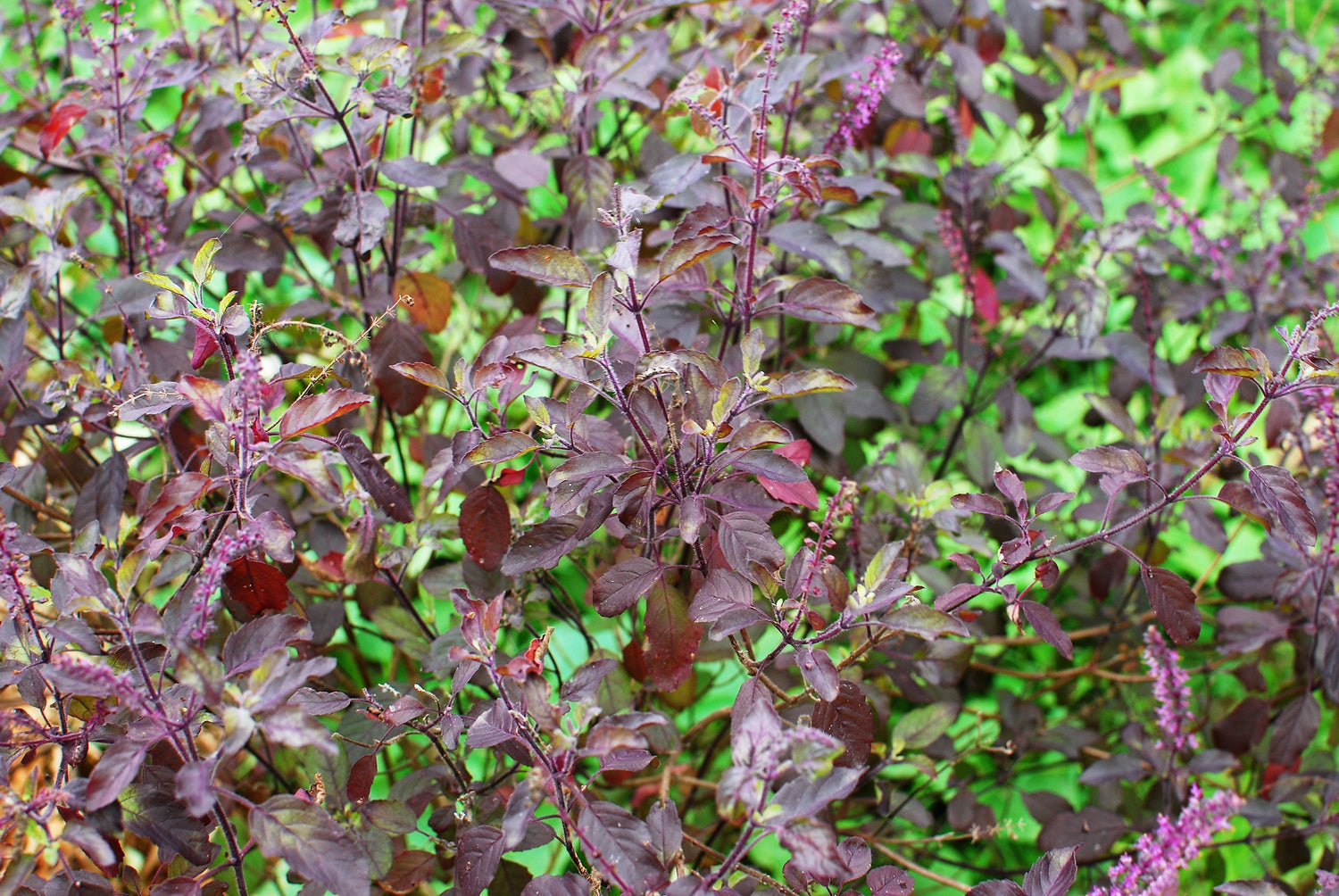 200 semillas de flores de la hierba Krishna Tulsi morada, albahaca sagrada, Ocimum Sanctum Tenuiflorum