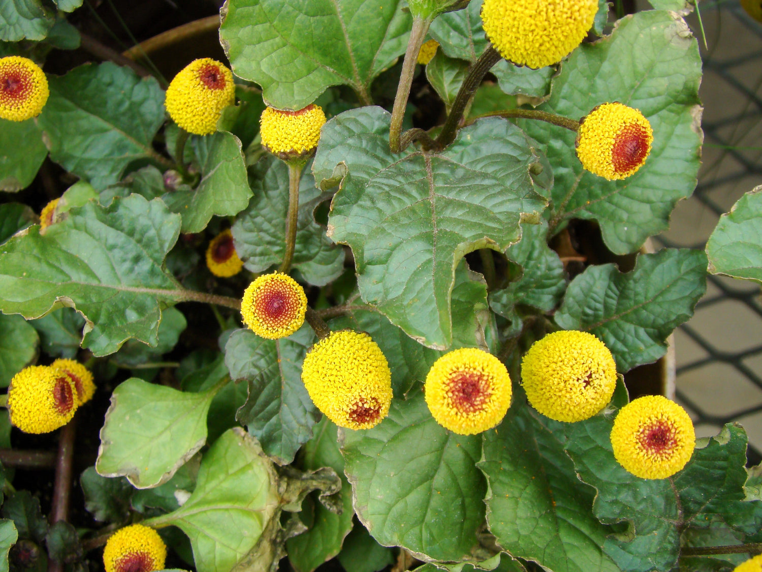 100 semillas de Spilanthes oleracea, planta para el dolor de muelas y el globo ocular, flores rojas y amarillas