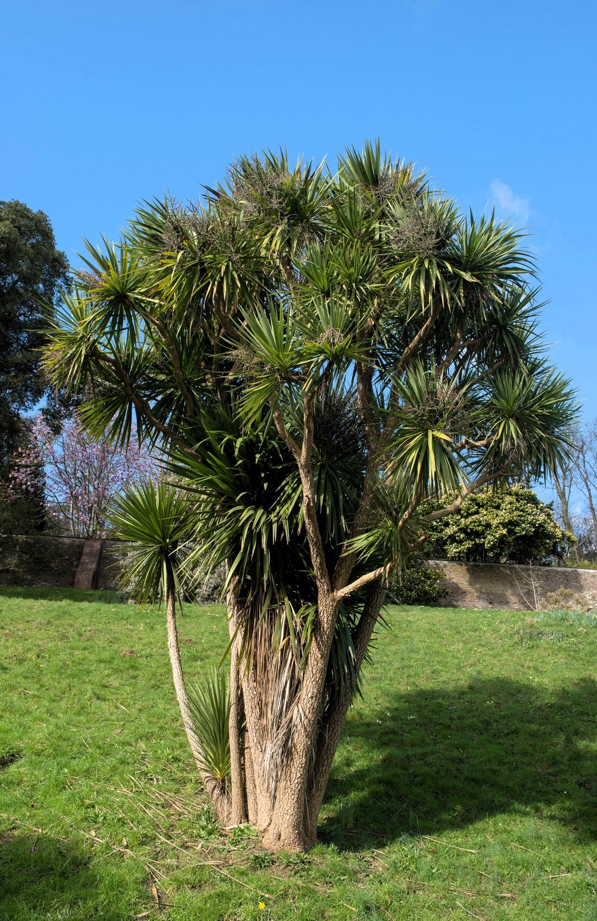 50 semillas de palmera col / dracaena australis gigante, árbol cordyline, planta de interior