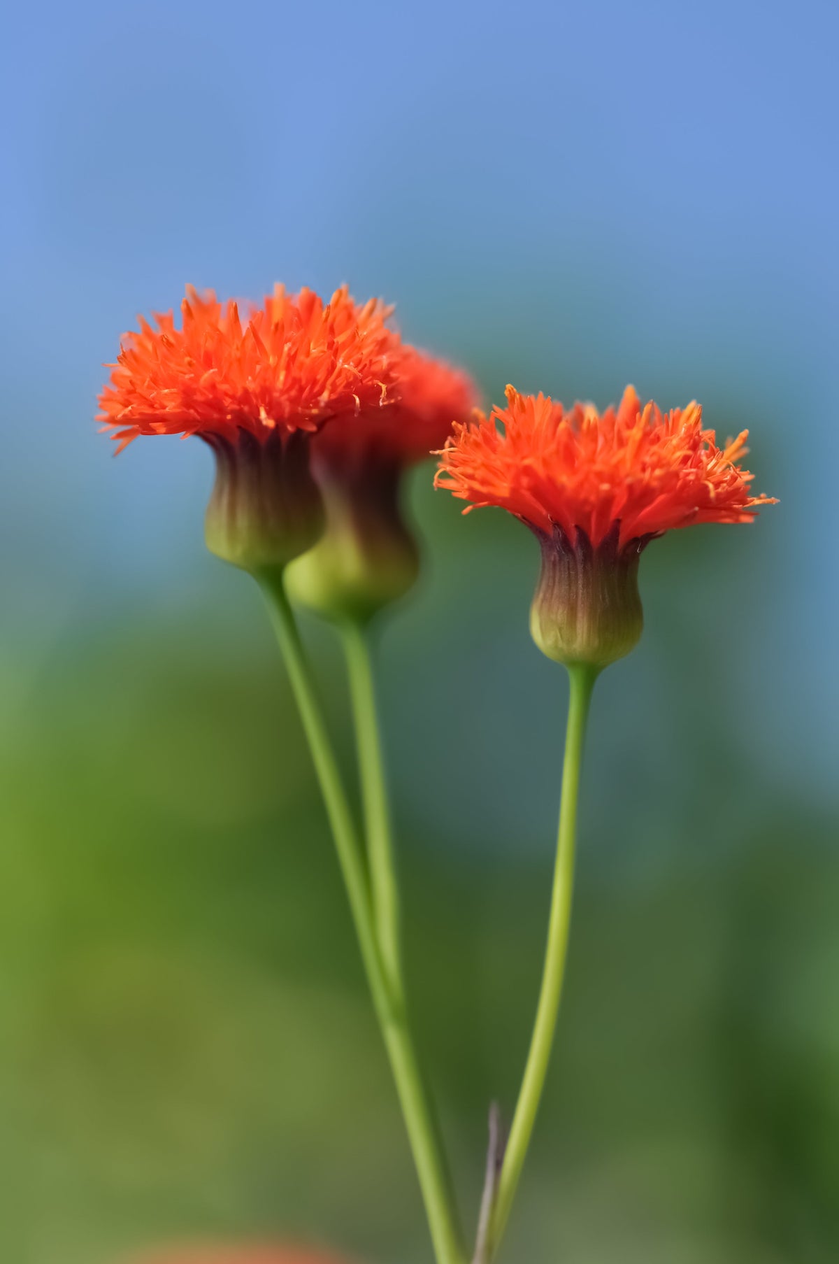 50 semillas de flor de borla de pincel de dama roja Emilia Javanica Coccinea 'Scarlet Magic'