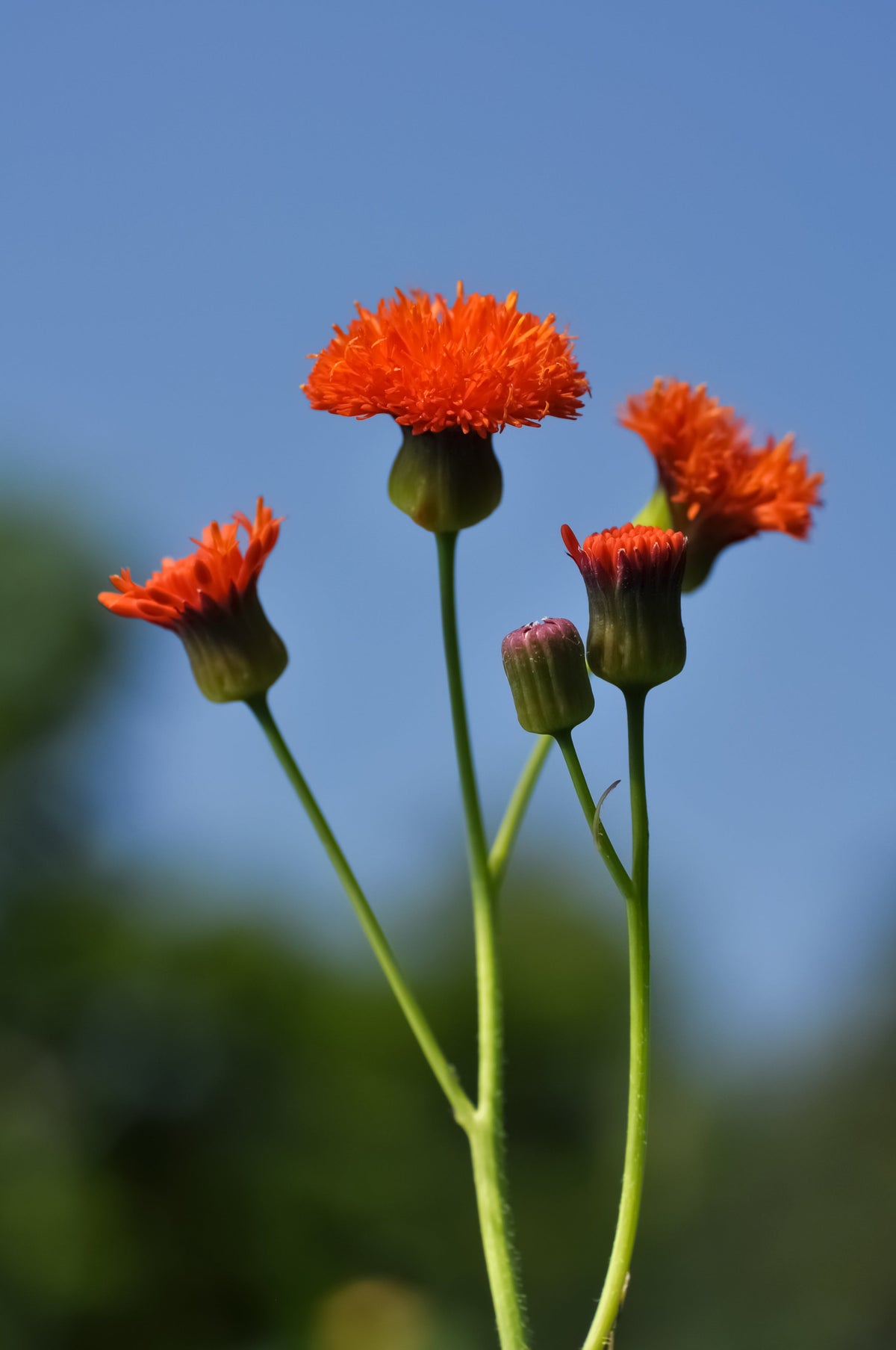 50 semillas de flor de borla de pincel de dama roja Emilia Javanica Coccinea 'Scarlet Magic'