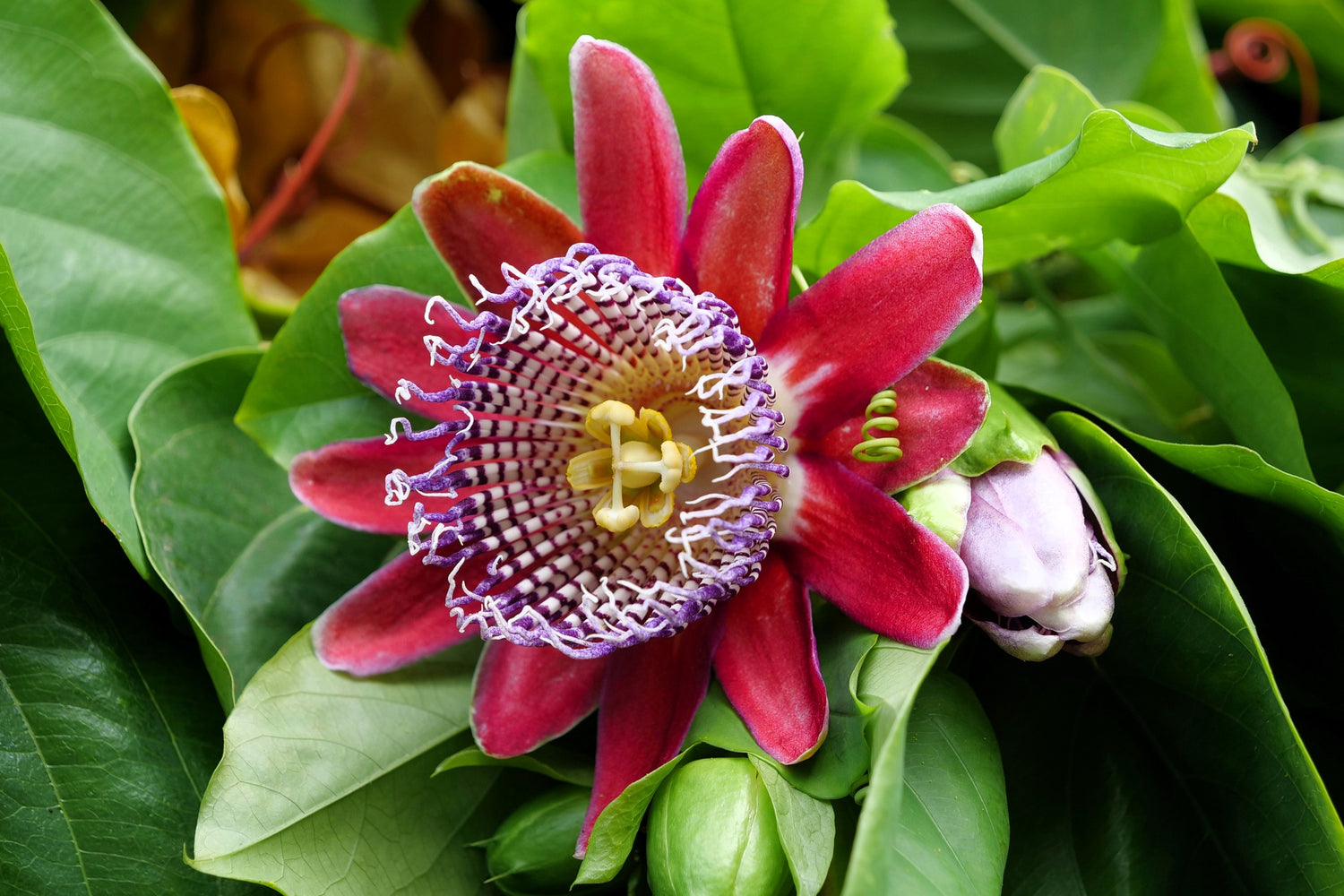 5 GRANADILLA GIGANTE Flor de la pasión roja Passiflora quadrangularis Semillas de vid de fruto amarillo