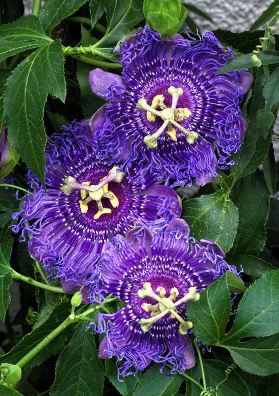 10 Púrpura PASIÓN FLOR FRUTA Granadilla Passiflora Incarnata Semillas de Vid