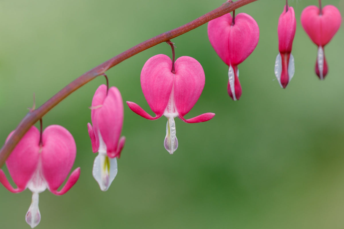 10 semillas de flores de sombra Dicentra Formosa antiguas color rosa corazón sangrante