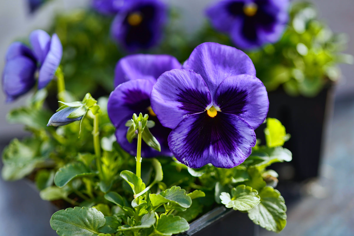 50 semillas de flores de pensamiento de mancha azul intenso, viola gigante suiza, wittrockiana, Ullswater