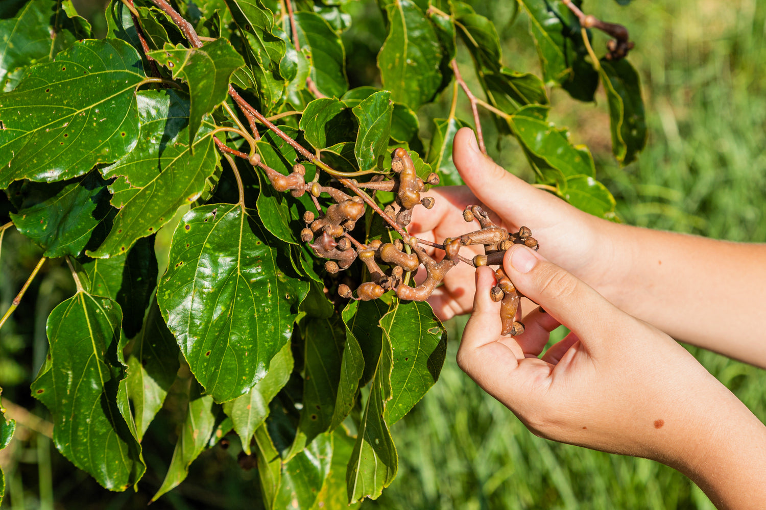 25 ÁRBOL DE PASAS JAPONÉS Fruto comestible Flores de miel orientales Semillas de Hovenia Dulcis