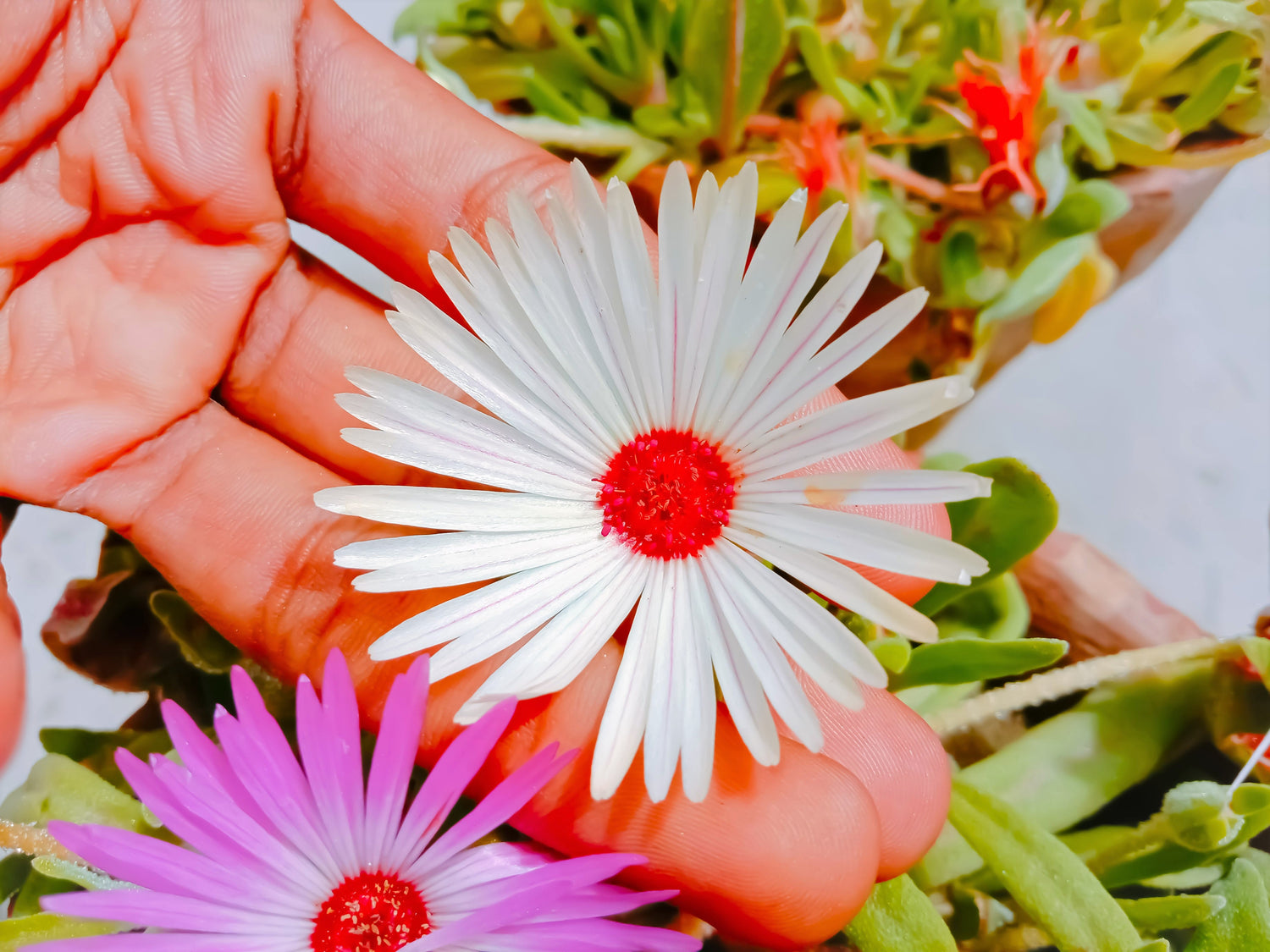 100 Gelato PLANTA DE HIELO BLANCO Mesembryanthemum Livingstone Semillas de flores de margarita