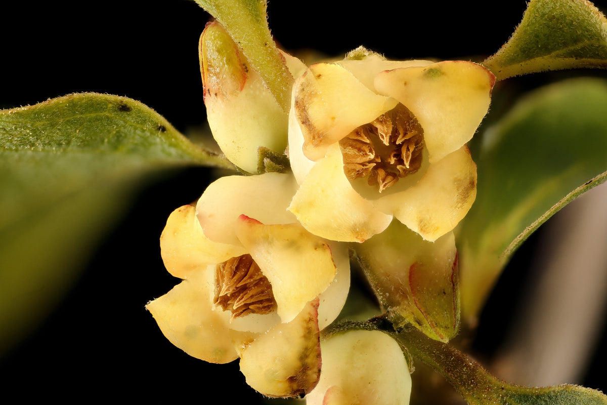 5 semillas de Diospyros Virginiana, árbol de caqui americano