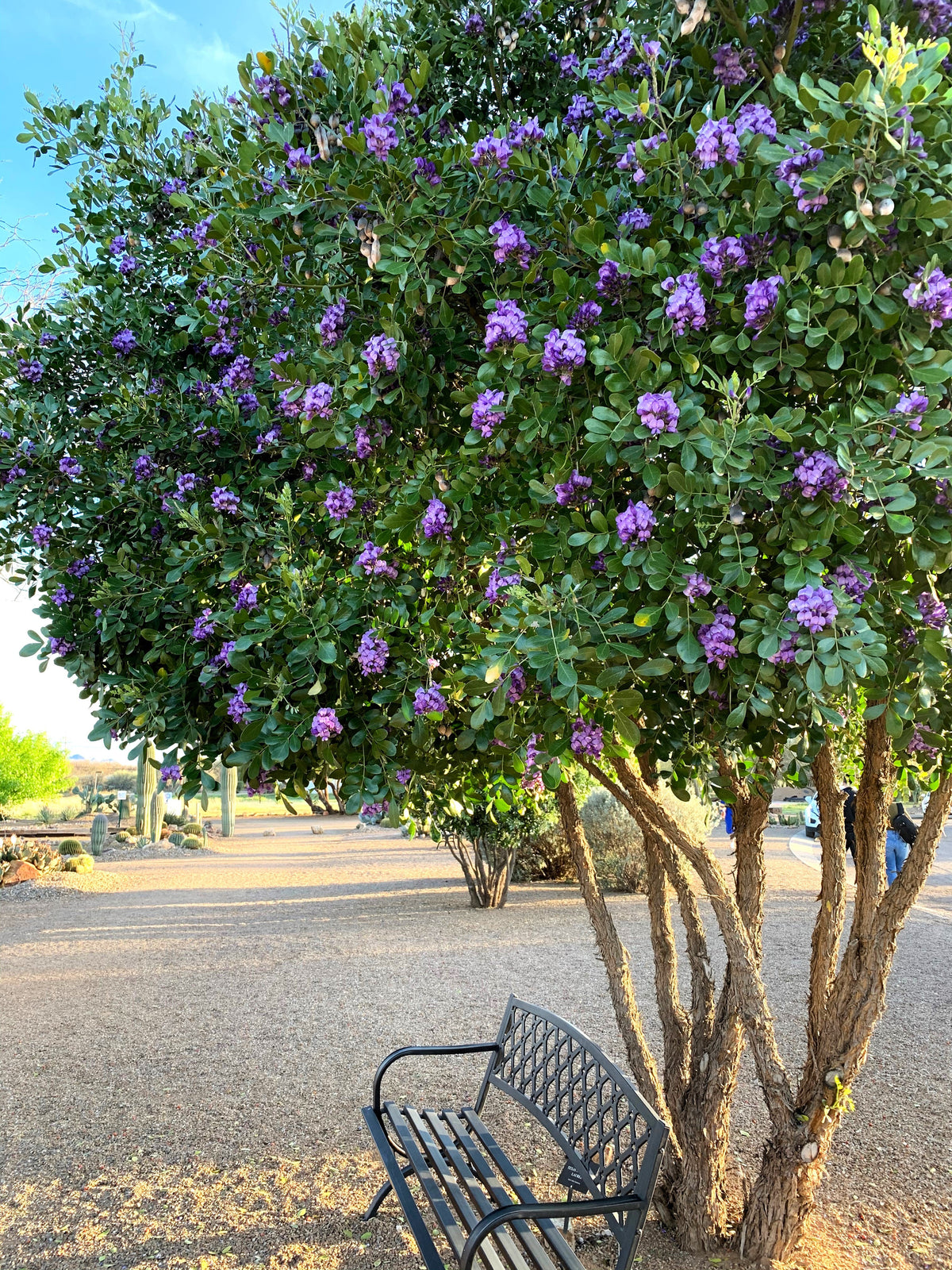 10 semillas de laurel de montaña de Texas, Sophora secundiflora, árbol de mezcal, flores moradas