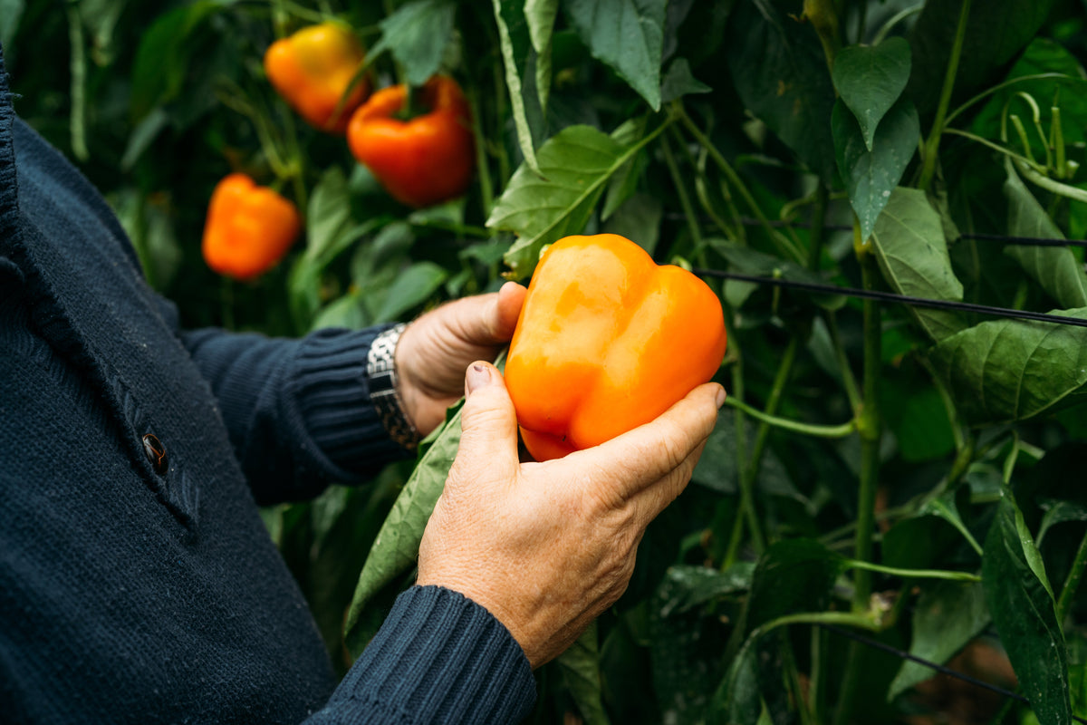 50 semillas de pimiento morrón ORANGE Sun Sweet Capsicum