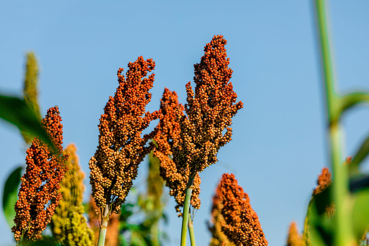 50 HONEY DRIP SORGHUM Bicolor Honey Drop Syrup Grain Vegetable Seeds