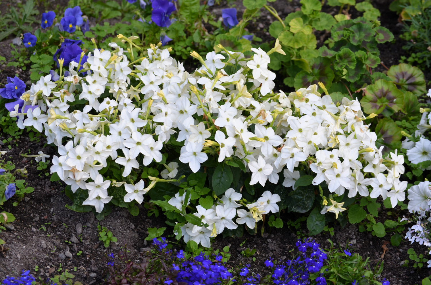 100 Organic WHITE NICOTIANA Flowering TOBACCO Nicotiana Alata Seeds