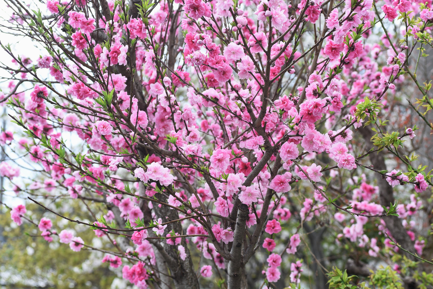 3 semillas de duraznero NEMAGUARD Prunus Persica, fruto de flor rosa