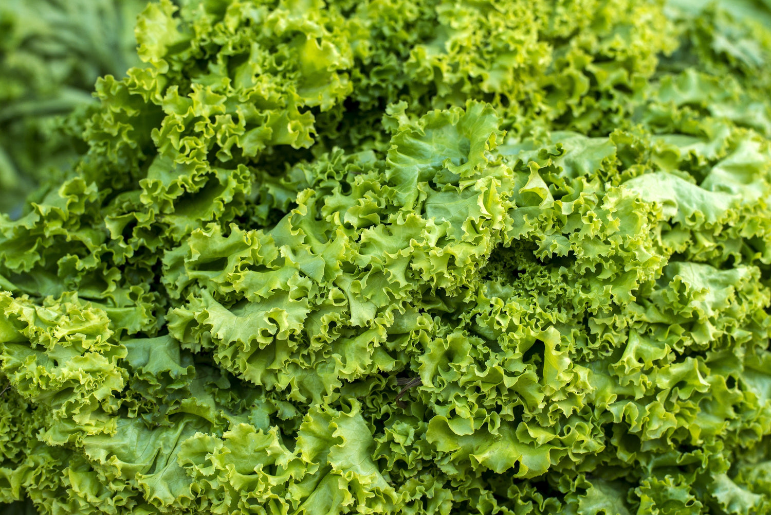 3000 semillas de mostaza rizada gigante del sur, pluma de avestruz, Brassica juncea, hierbas vegetales