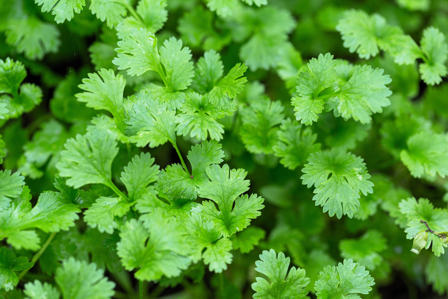 250 semillas de cilantro / cilantro de ocio Coriandrum sativum