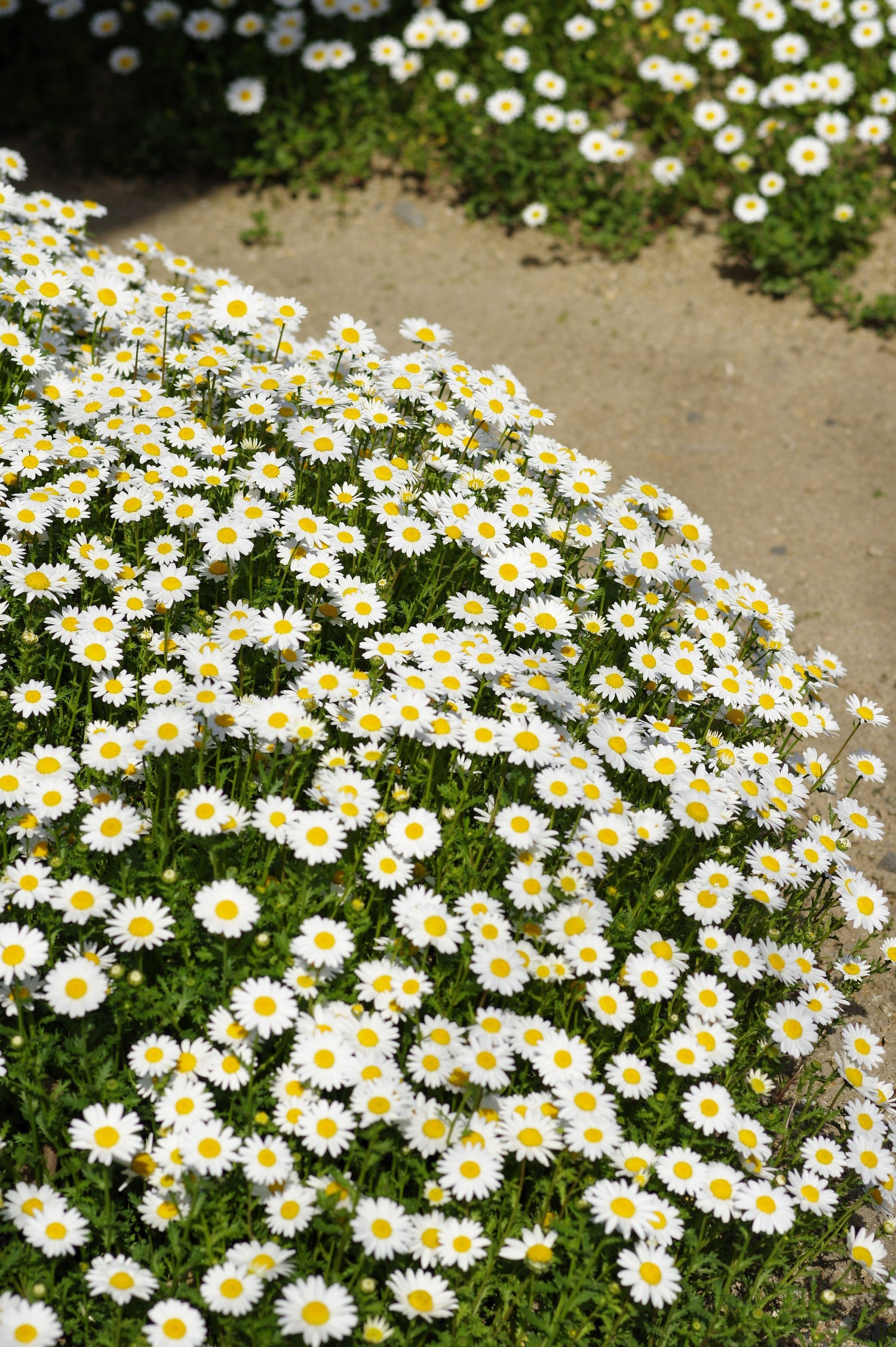 100 semillas de flores de crisantemo paludosum, margarita rastrera enana blanca