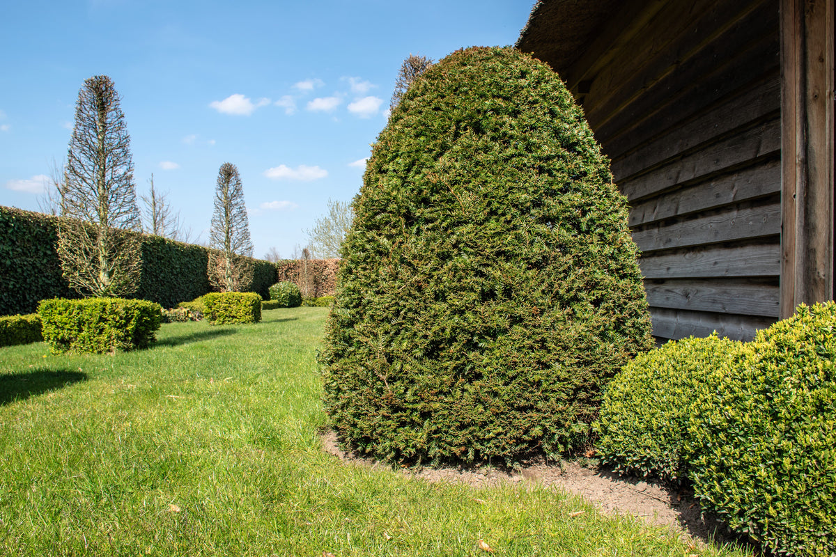10 semillas de tejo inglés, Taxus baccata, árbol, arbusto, conífera, sol o sombra, rojo, ornamental.