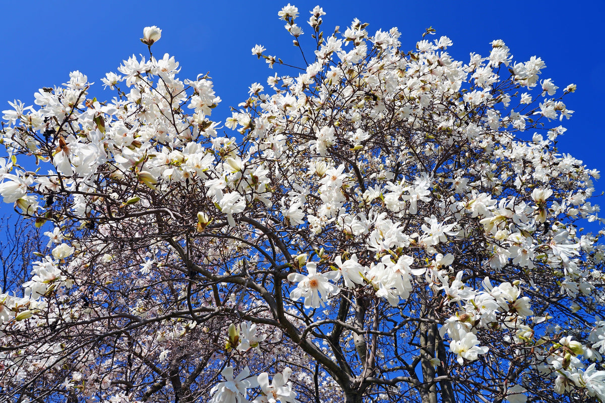 Semillas de 5 STAR MAGNOLIA Stellata - Flores grandes, fragantes, de color blanco a rosa, de 10 cm de ancho