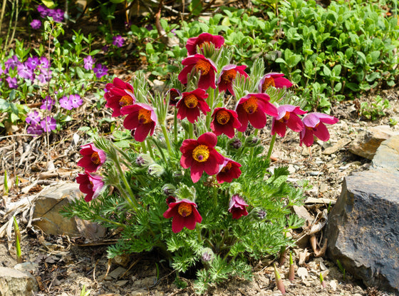 10 Semillas de Flores de ANÉMONA ROJA Pulsatilla Vulgaris PASQUE