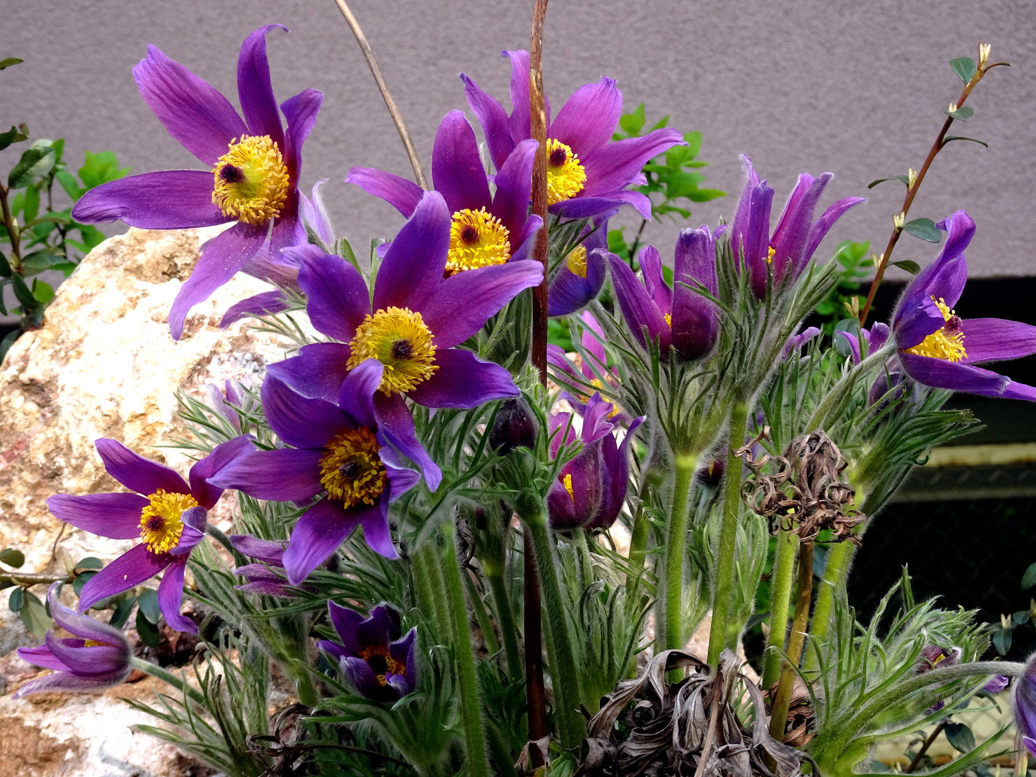 25 Semillas de flores de PASQUE púrpura de ANÉMONA VIOLETA Pulsatilla Vulgaris