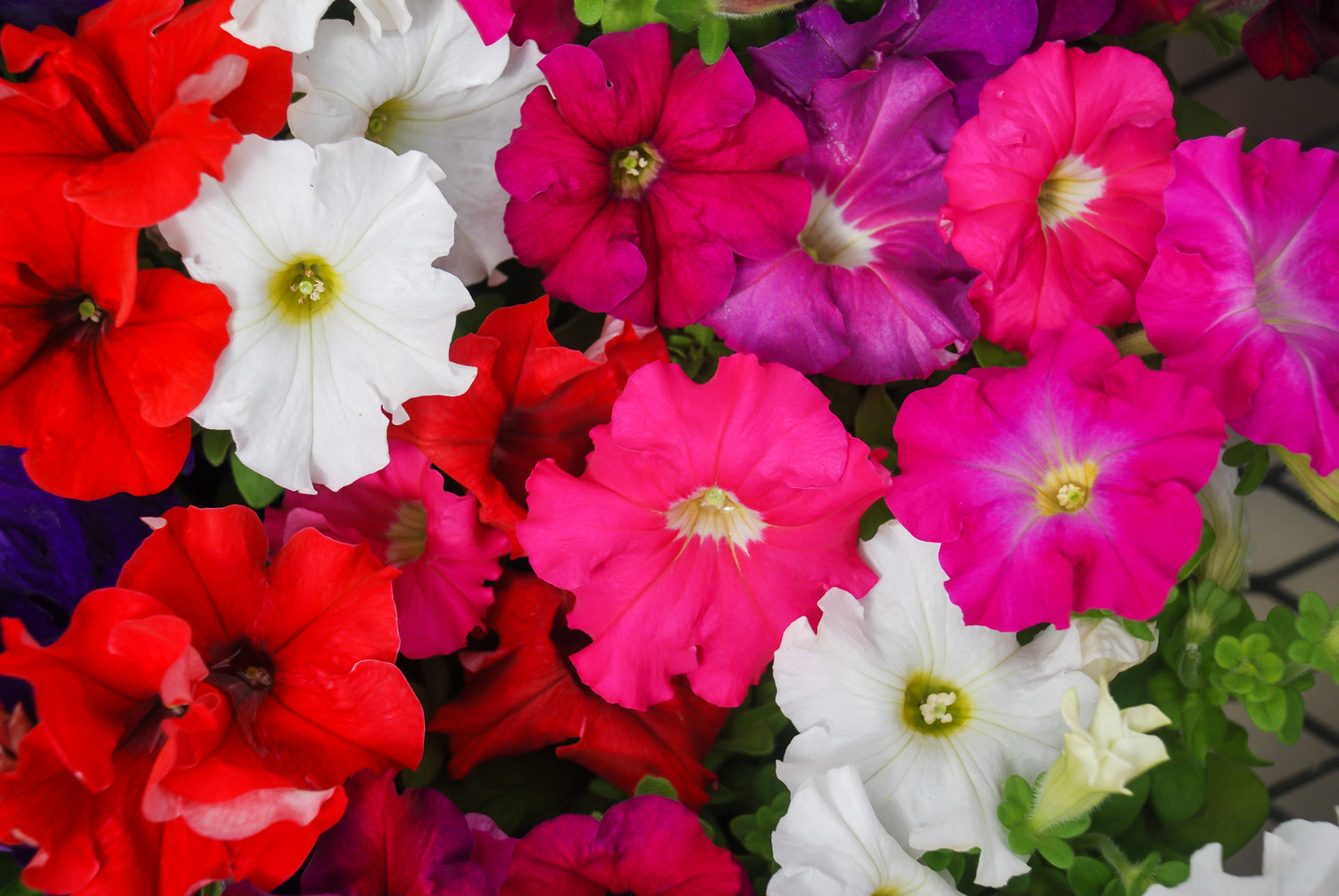 250 semillas de petunia enana de colores mixtos, rosa, rojo, morado, blanco, bicolor.